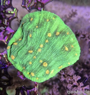 koralle Chalice Space Invader Ableger