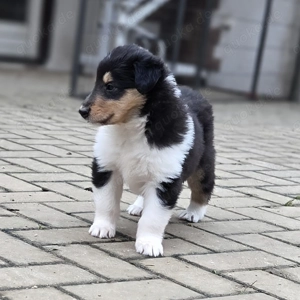 Amerikanische Colliewelpen