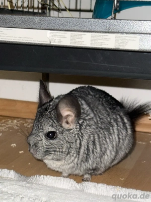 2 Chinchilla abzugeben samt Zubehör
