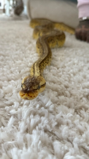 Königsphytons suchen ein neues Zuhause 