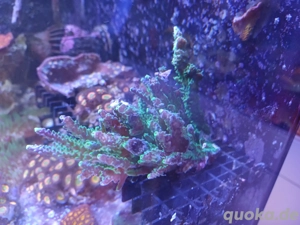 Acropora Joker SPS