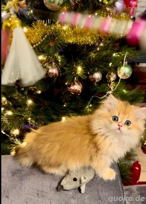 Reinrassige BKH Kitten mit Stammbaum 