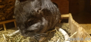 süßes chinbabymädel