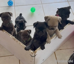 Mops Welpen mit Gesundheitszeugnis & Ahnentafel abgabebereit!