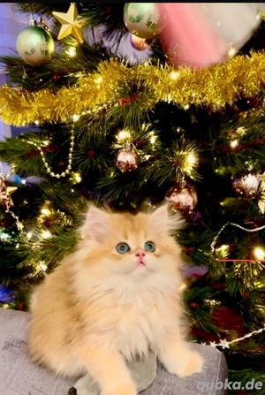 BKH BLH Kitten mit Stammbaum 