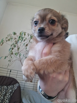 reinrassige chihuahua welpen 