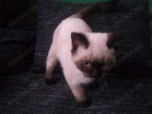 Süße Siam, BKH Mix Katzen zu verkaufen!!