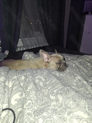 Französische Bulldoge Weibchen zu Verkaufen 