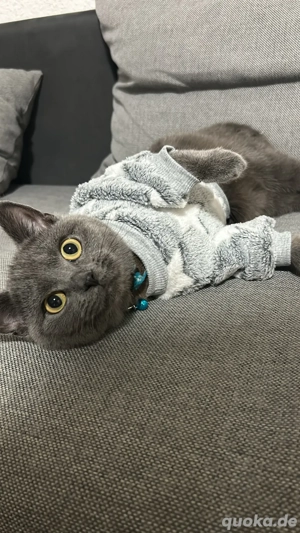 BKH katze 1.5 jahre zu verkaufen