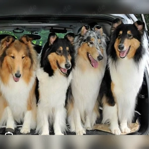 Collie auf Ratenzahlung gesucht