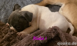 Noch 3 kleine Frenchies