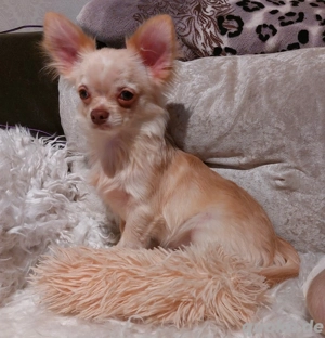 Chihuahua Welpen 