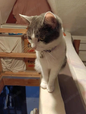 Nala sucht dringend ein neues Zuhause ab sofort Delmenhorst 