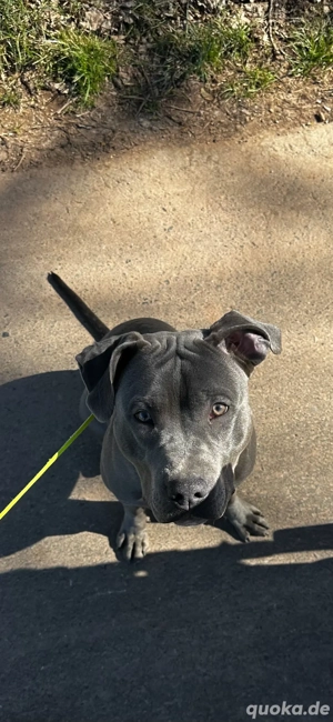 American staffordshire terrier ( Blue line )