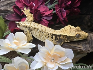 1.0 Kronengecko Männchen