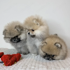 Drei Zwergspitz-Welpen   zwei Rüden und ein Mädchen   abgabebereit vor dem Jahreswechsel