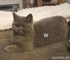 BKH Kitten abholbereit sin noch 1 männlich in Bue und eine weibliche in Blue verfügbar. 