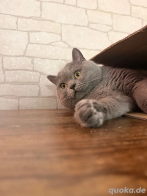 reinrassiger bkh deckkater   Deckung   Paarung Bild 9