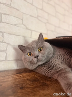 reinrassiger bkh deckkater   Deckung   Paarung