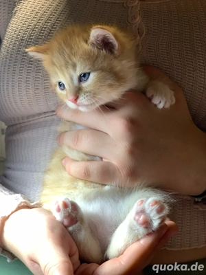 rothaariges, süßes Katzenbaby
