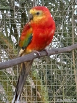 wunderschöner roter Singsittich Hahn 