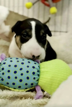 Suße Bull Terriers