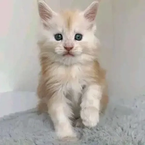 XXL Maine-Coon-Kätzchen zu verkaufen