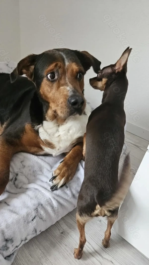 Hündin sucht dringend neues Zuhause 