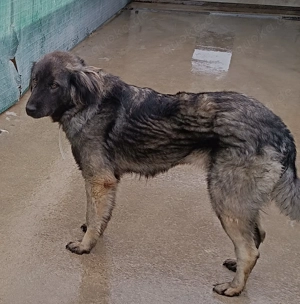 Altima Sarplaninac Mischlingshündin Mischling Hündin Herdenschutzhund sucht Zuhause oder PS Bild 3