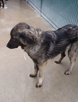 Altima Sarplaninac Mischlingshündin Mischling Hündin Herdenschutzhund sucht Zuhause oder PS Bild 5