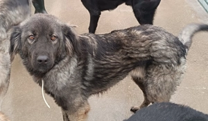Altima Sarplaninac Mischlingshündin Mischling Hündin Herdenschutzhund sucht Zuhause oder PS Bild 2