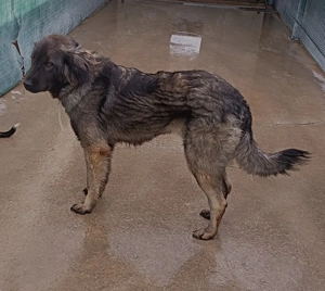 Altima Sarplaninac Mischlingshündin Mischling Hündin Herdenschutzhund sucht Zuhause oder PS Bild 4