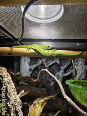 Madagaskar Taggeckos inkl Terrarium und Regenanlage