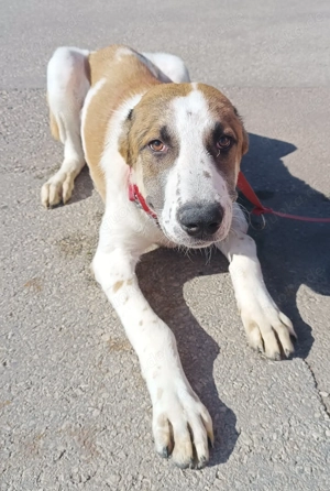 Jenga großer Herdenschutzhund Mischling Rüde Junghund sucht Zuhause oder Pflegestelle Bild 3
