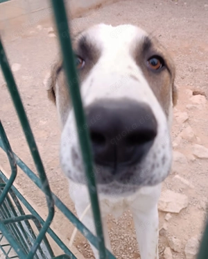 Jenga großer Herdenschutzhund Mischling Rüde Junghund sucht Zuhause oder Pflegestelle Bild 2