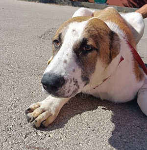 Jenga großer Herdenschutzhund Mischling Rüde Junghund sucht Zuhause oder Pflegestelle Bild 4