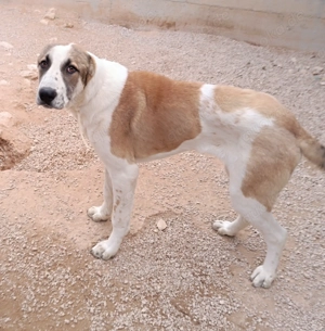 Jenga großer Herdenschutzhund Mischling Rüde Junghund sucht Zuhause oder Pflegestelle Bild 5