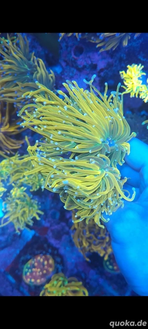 Verschiedene Euphyllia Korallen