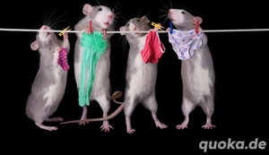 Tier Aufnahme..mehr in den Infos