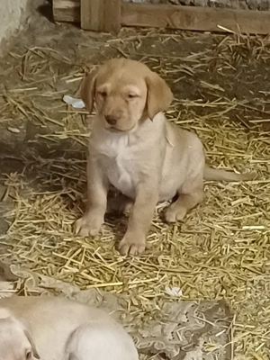 Reinrassige labrador welpen geboren 10 25