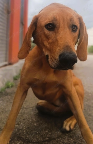 Oy schüchterner Mischlingsrüde Mischling Rüde sucht Zuhause oder Pflegestelle Bild 3