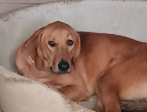 Oy schüchterner Mischlingsrüde Mischling Rüde sucht Zuhause oder Pflegestelle Bild 4