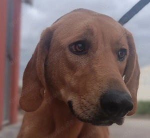 Oy schüchterner Mischlingsrüde Mischling Rüde sucht Zuhause oder Pflegestelle Bild 2