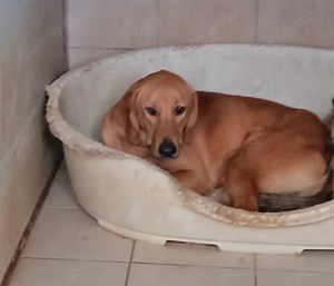 Oy schüchterner Mischlingsrüde Mischling Rüde sucht Zuhause oder Pflegestelle Bild 5