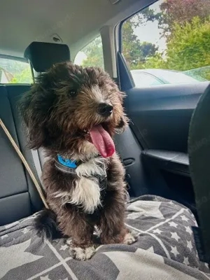 Mailo   ein lebensfroher Wonneproppen