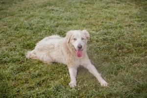 *MAROS* - aktiv, neugierig und läuft toll an der Leine
