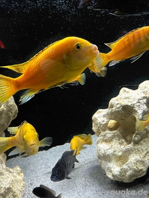 Labidochromis yellow Kakusa