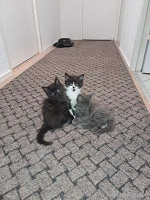 Rheinrassige Main Coon babys