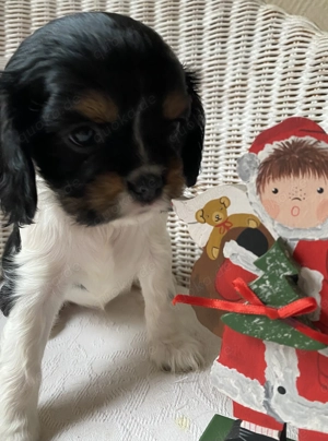 Cavalier Welpe - Hündin