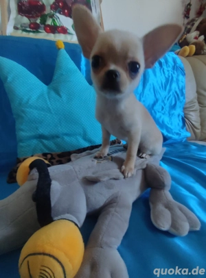 Chihuahua-Welpe (weiblich) zu verkaufen